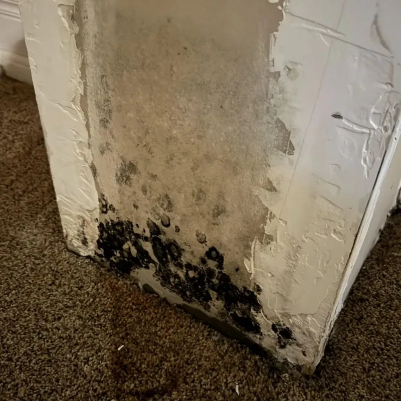 Professional Mold Removal in Centreville, MI